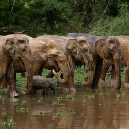 Human-Wildlife Coexistence, Lantana Elephants